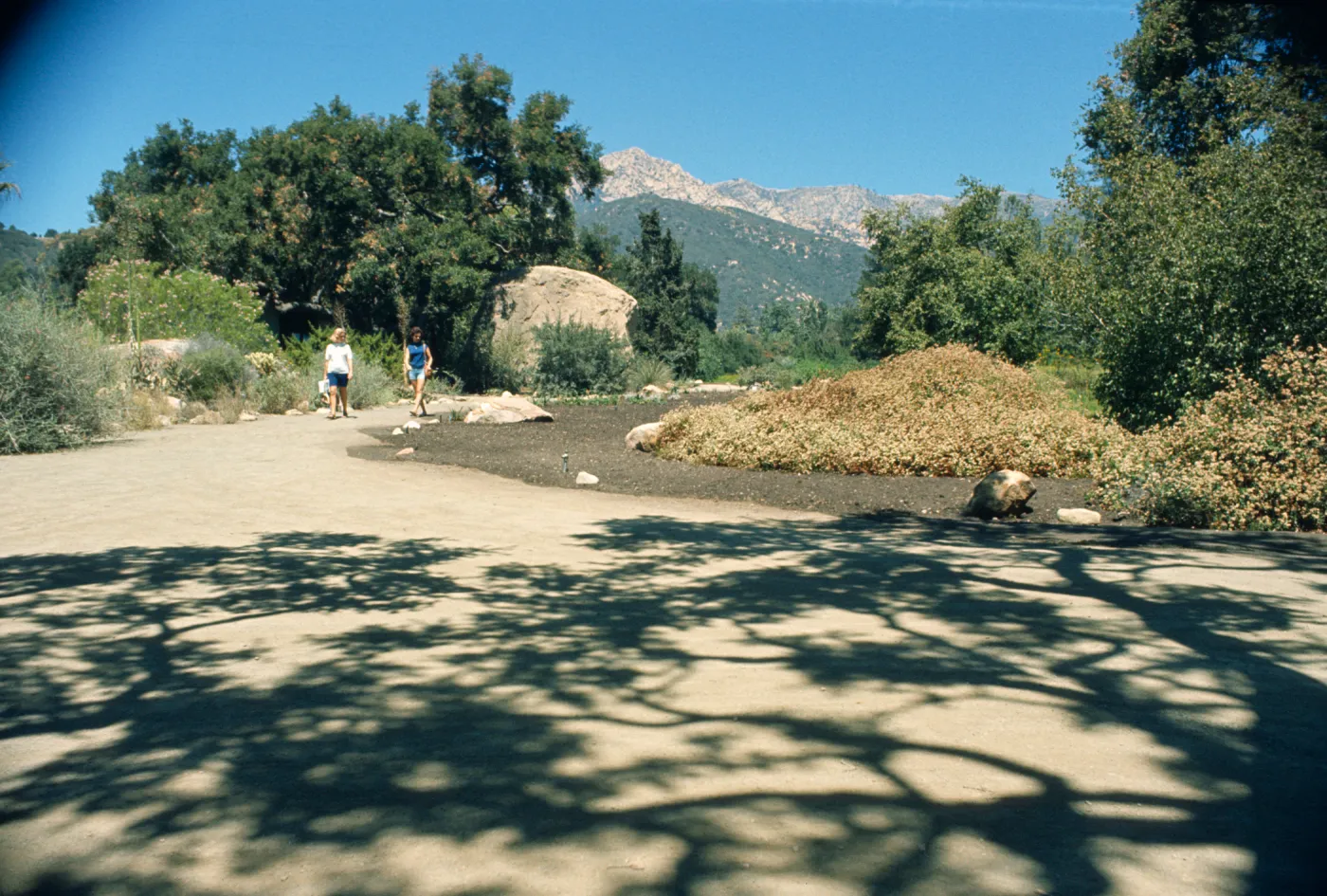 Meadow revitalization, lower Meadow cleared of vegetation, from entrance oak, looking north