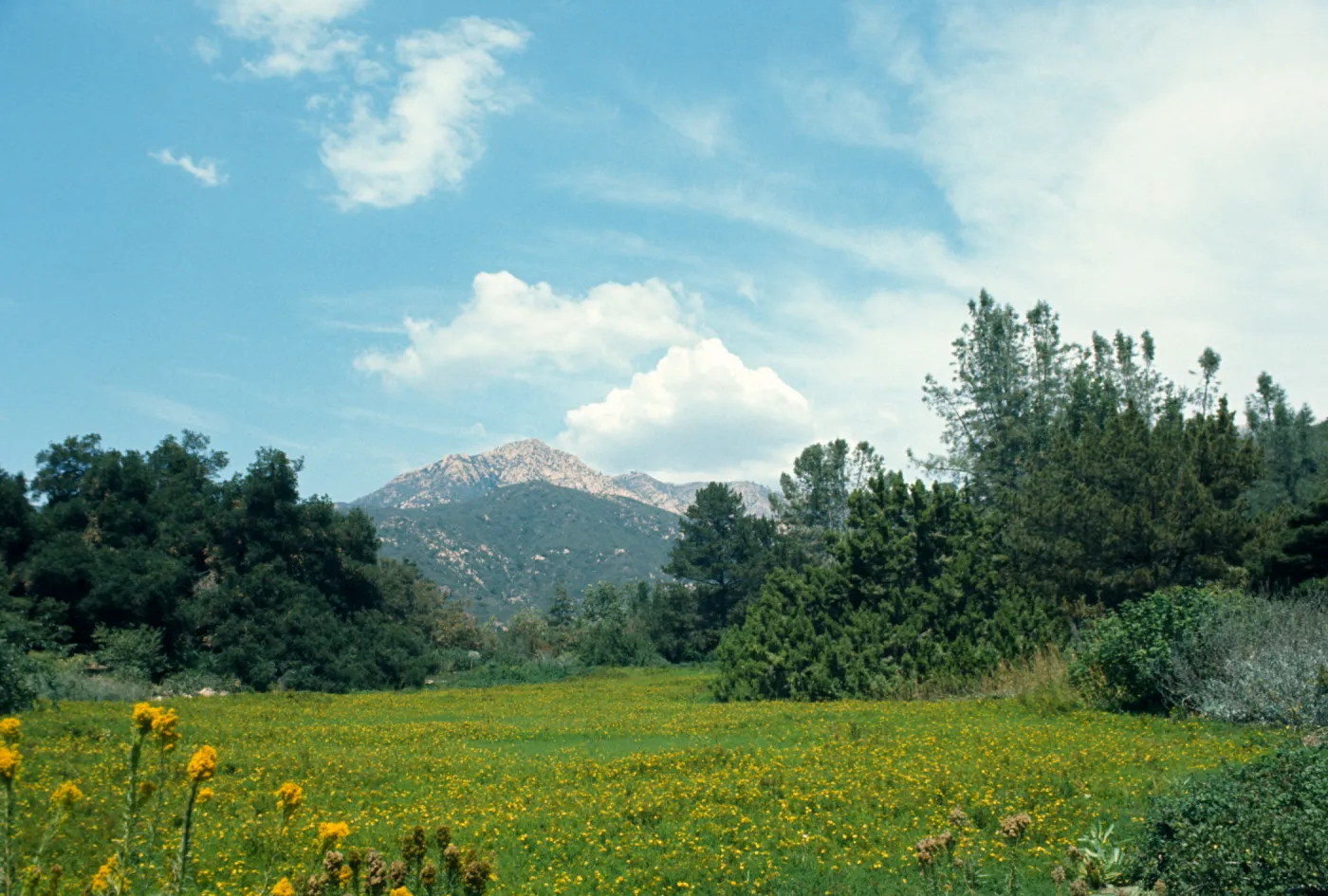 Meadow in bloom