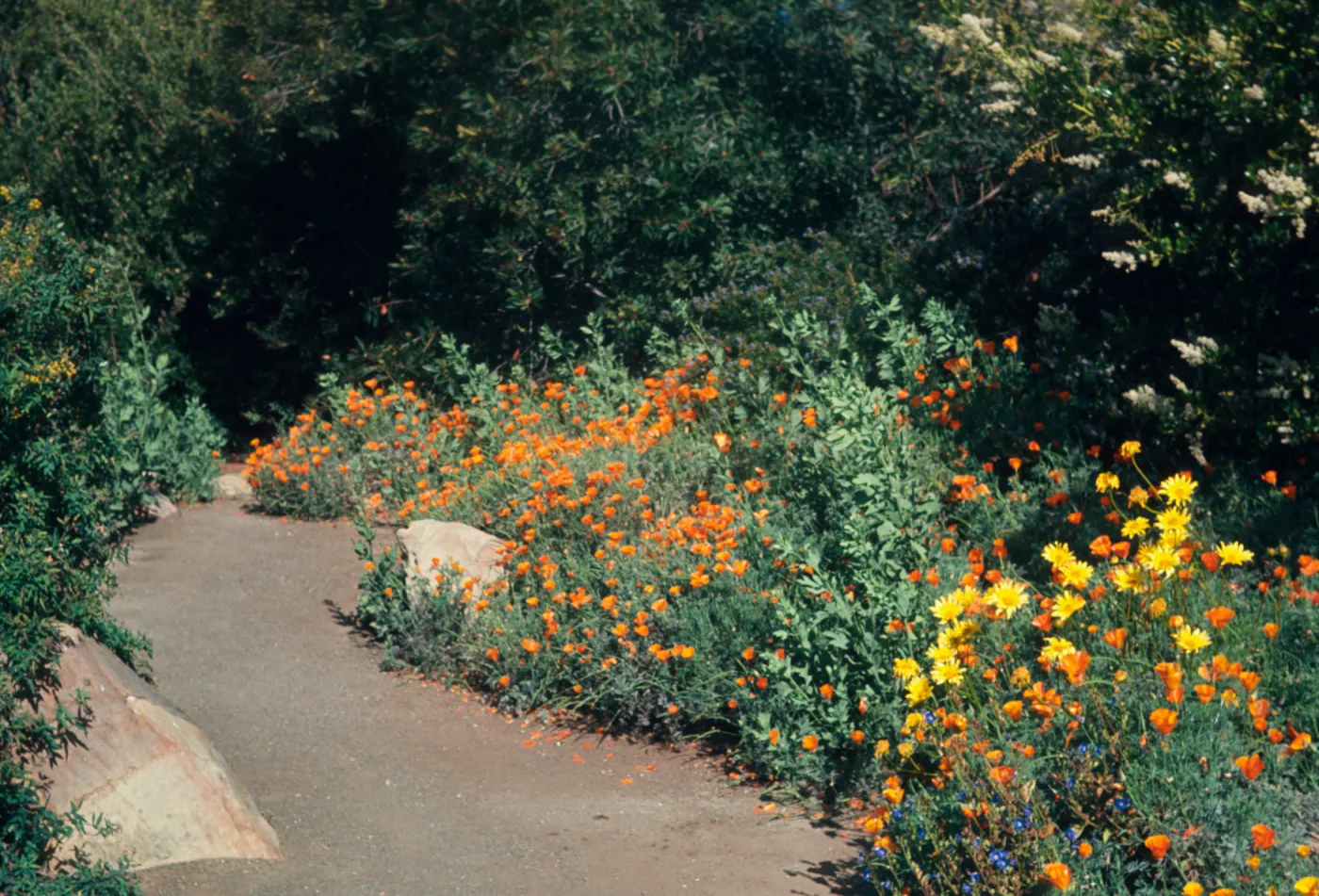 Meadow path with mixed border planting