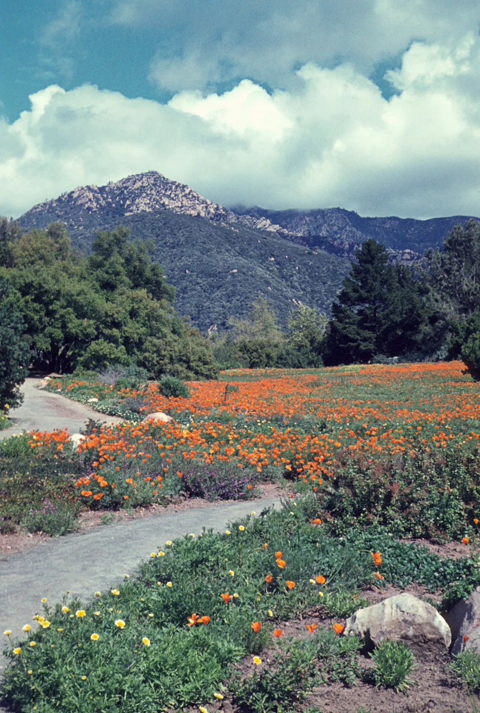 Meadow, with poppies, mountain view