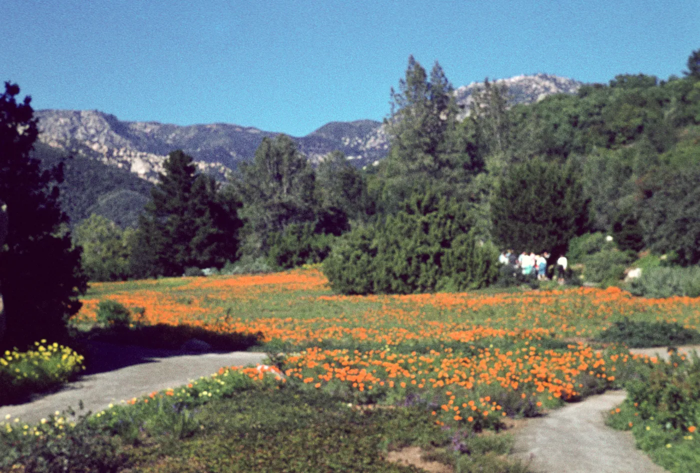 Meadow, with visitors
