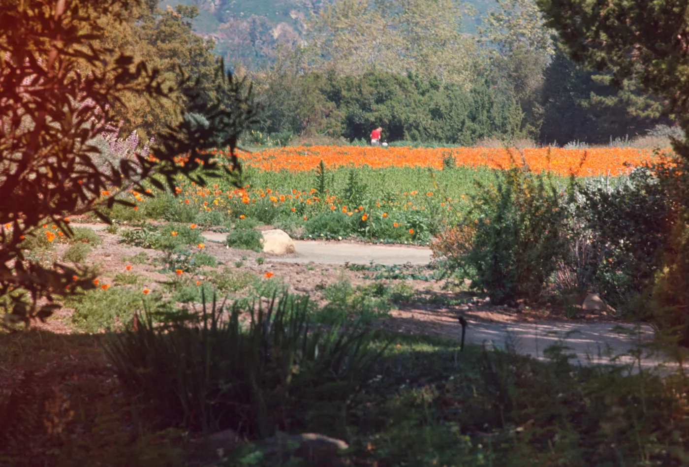 Poppies in the Meadow