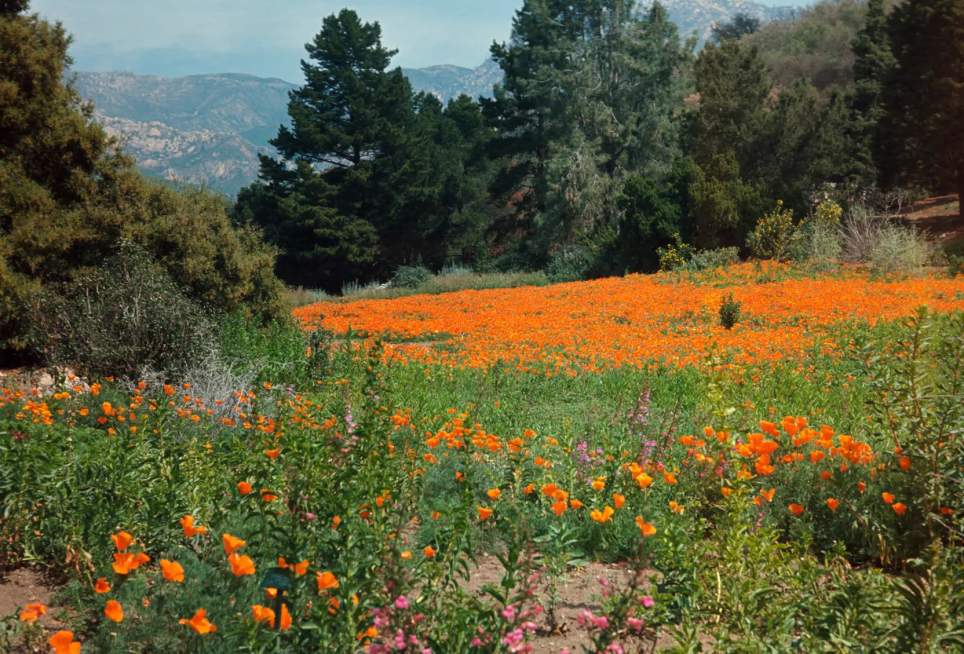 Meadow, with poppies