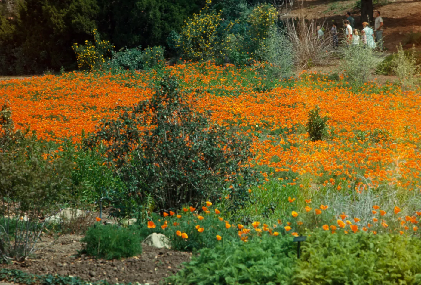 Meadow with poppies, visitors