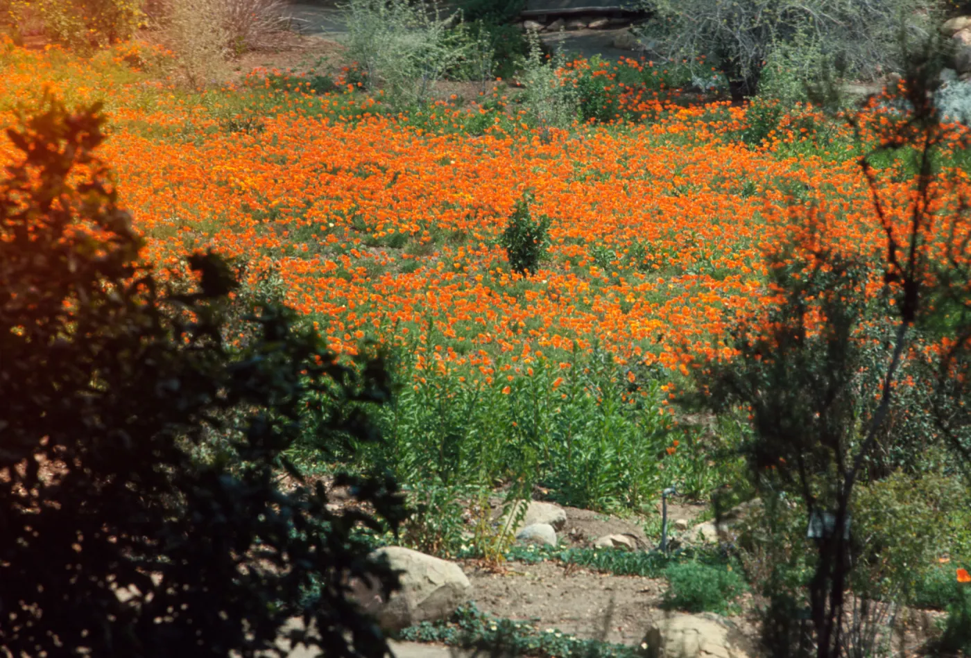 Meadow with poppies in bloom