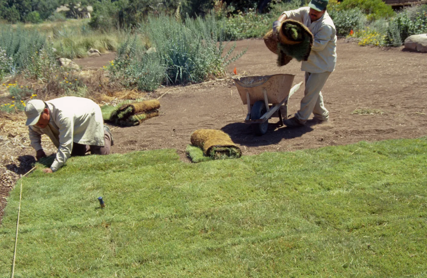 Installing the Meadow lawn
