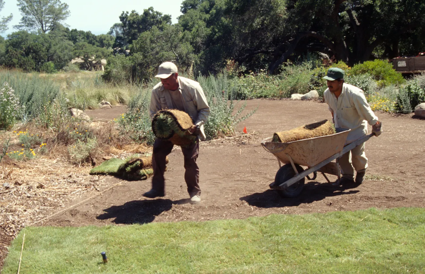new Meadow lawn Installation