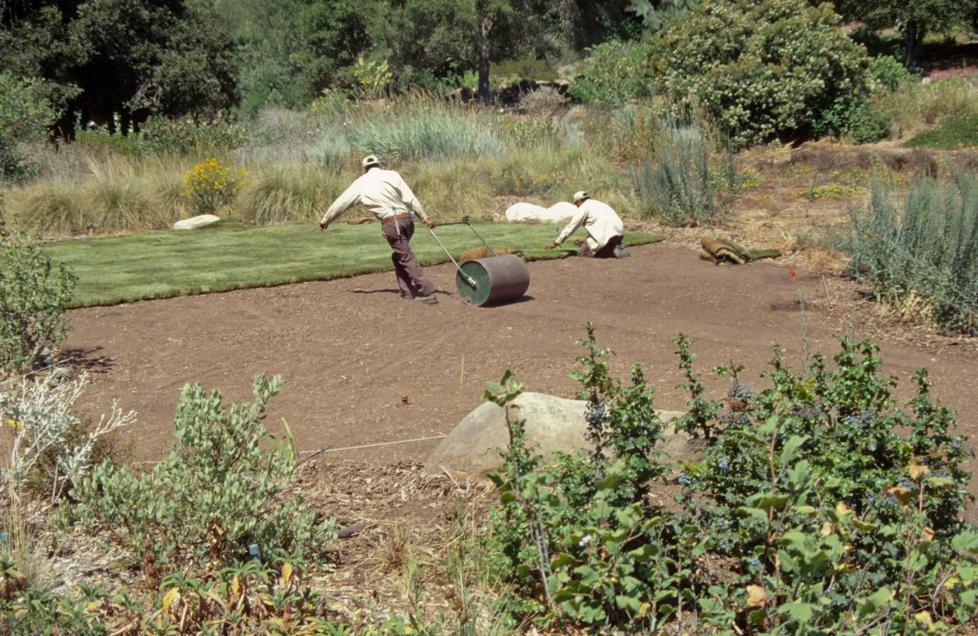 new Meadow lawn Installation