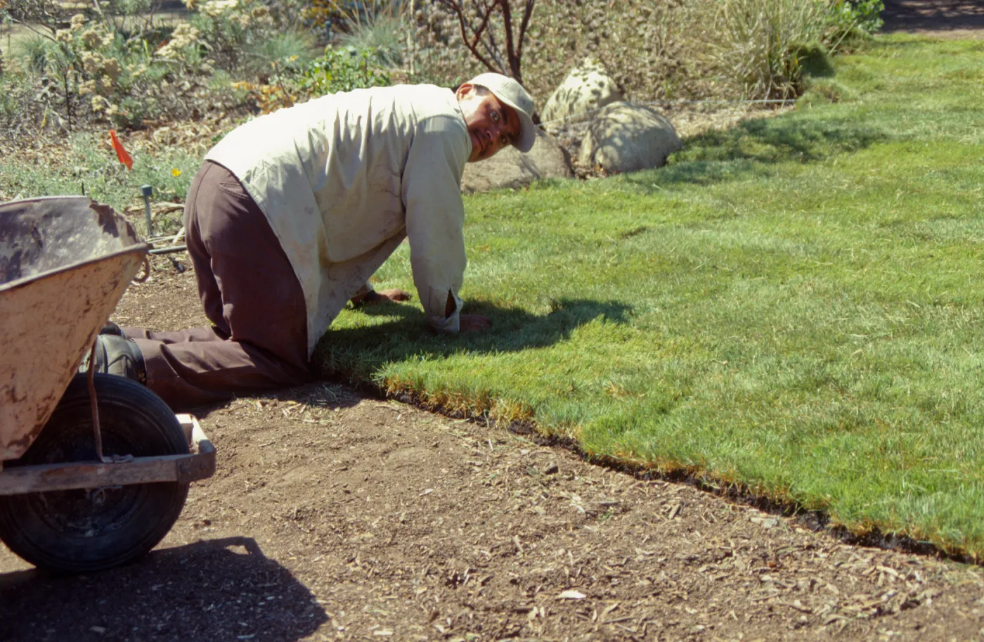 new Meadow Lawn installation