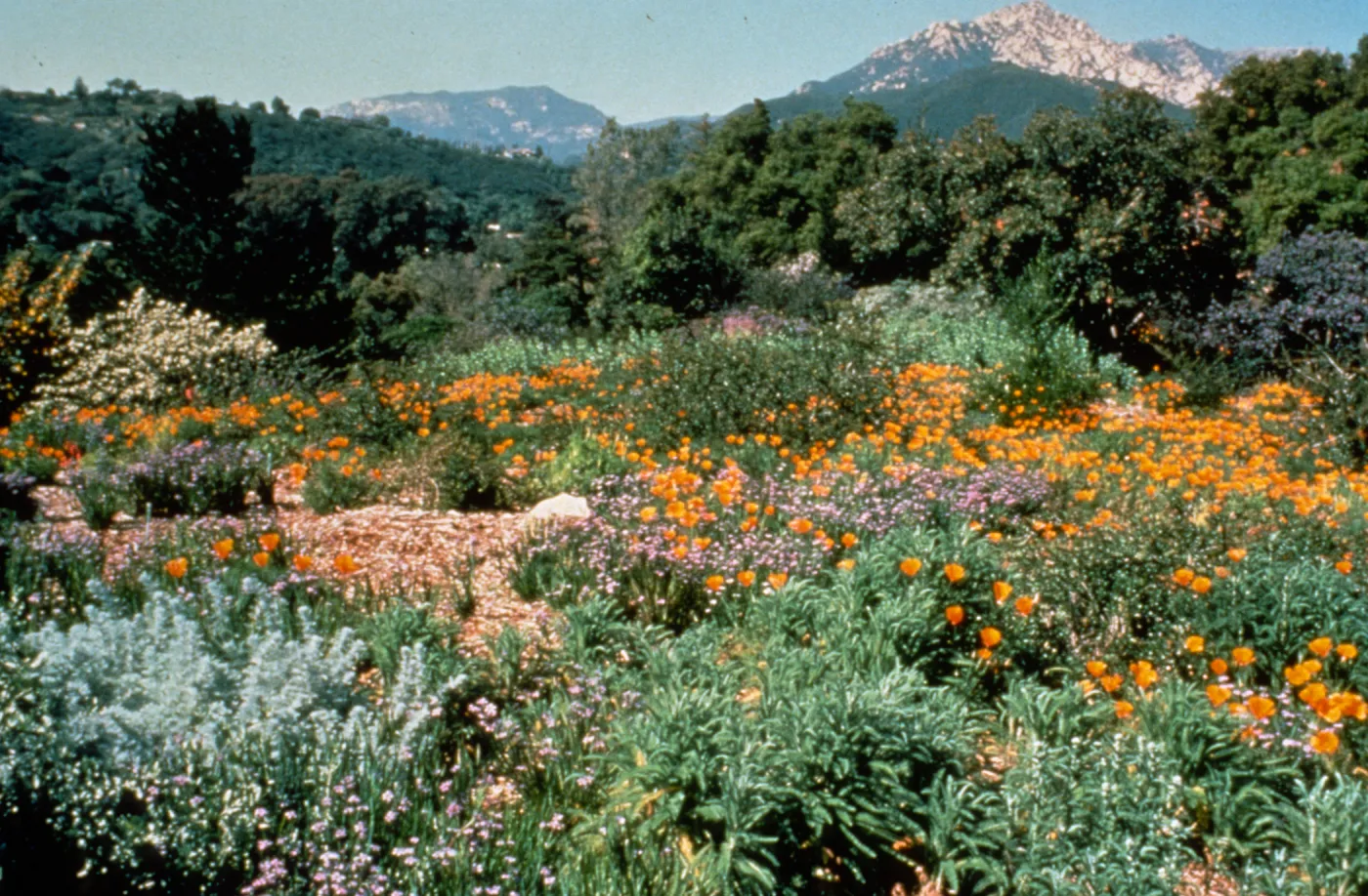 Meadow in bloom