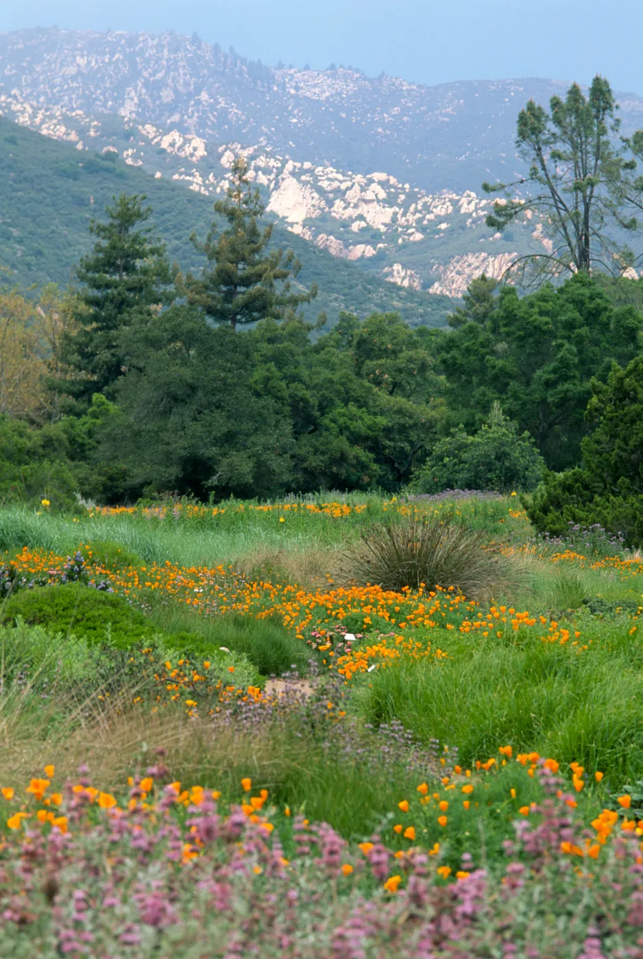 wildflowers in the Meadow