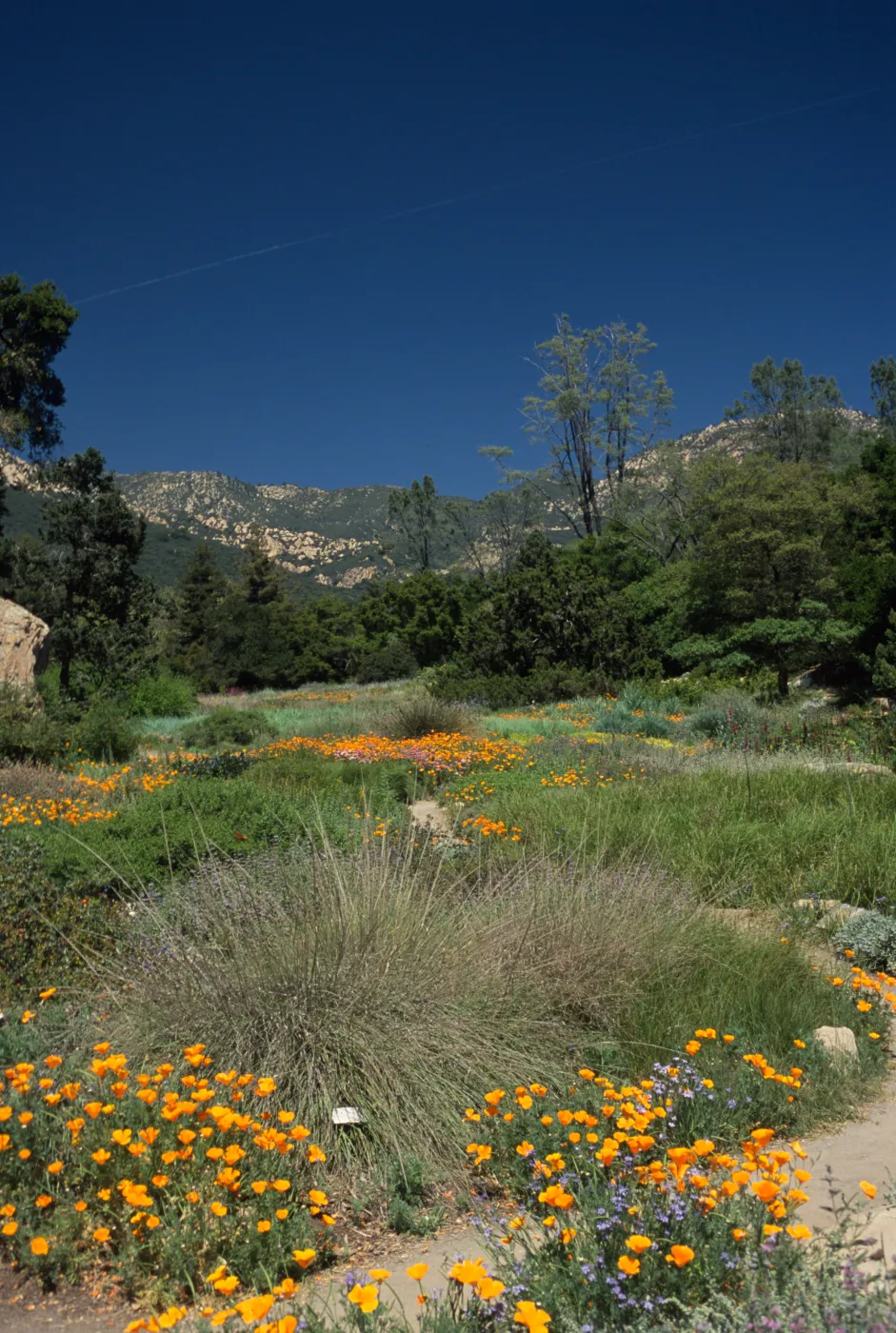 Ground cover display, mountain view