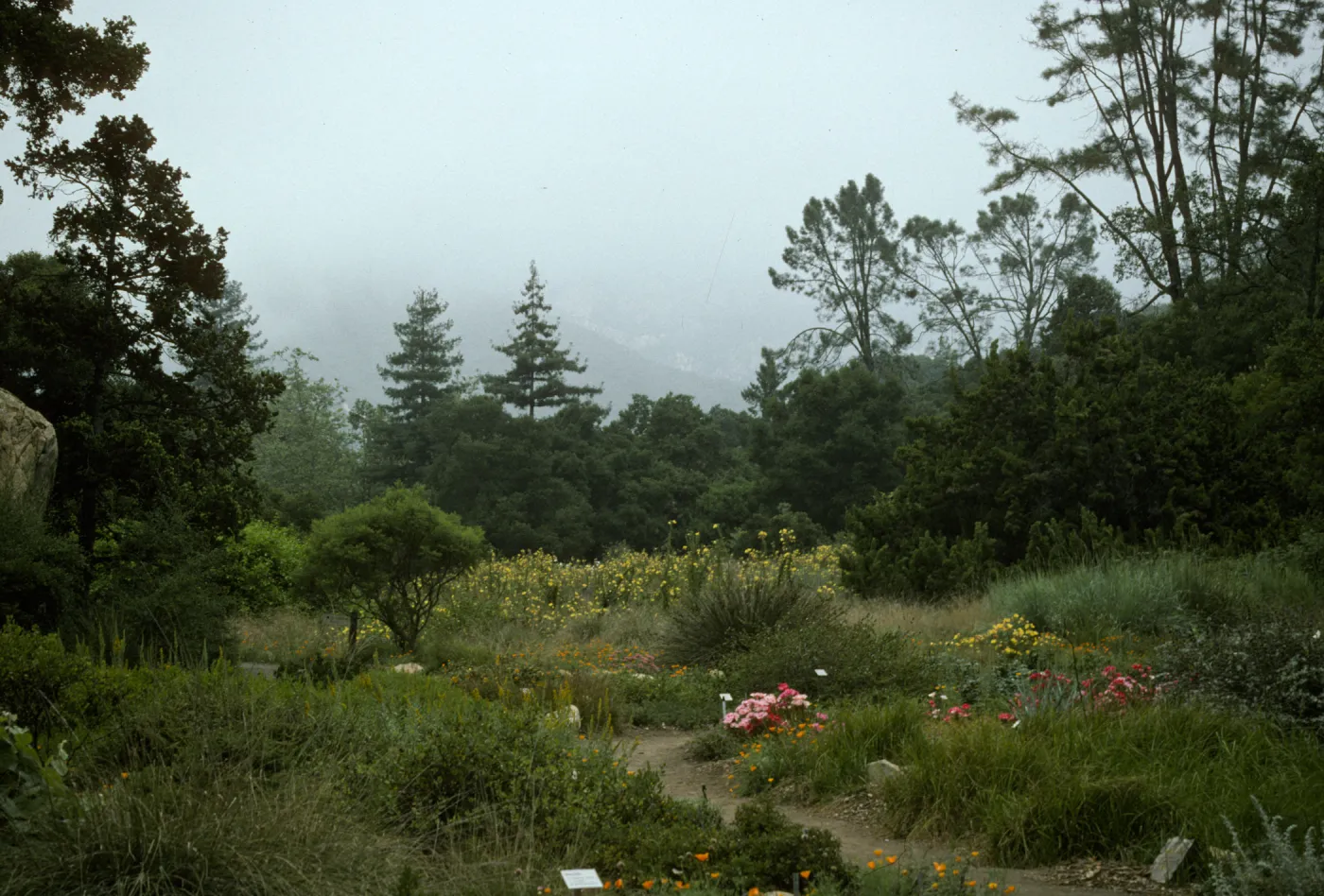 Ground Cover Display and lower Meadow