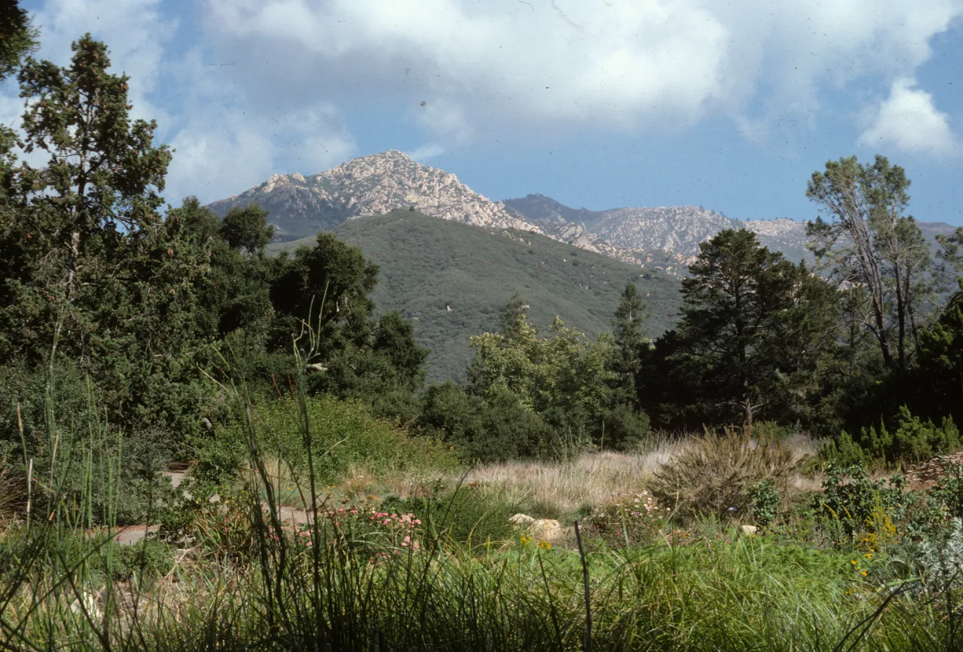 Meadow, with mountain view