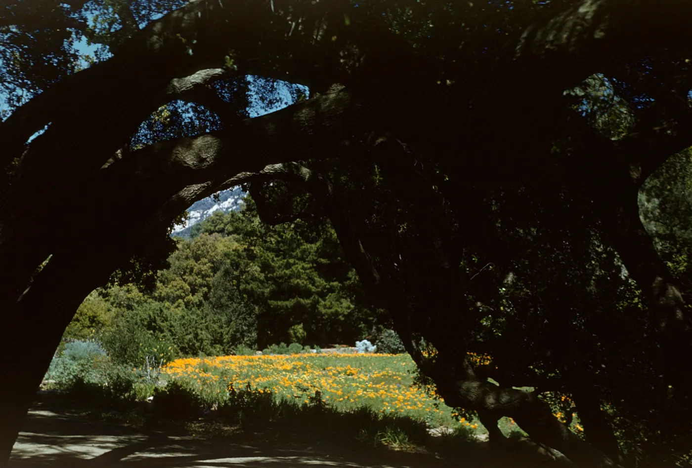 Poppies in the Meadow, from under the Meadow Oaks (Coastal Live Oak)