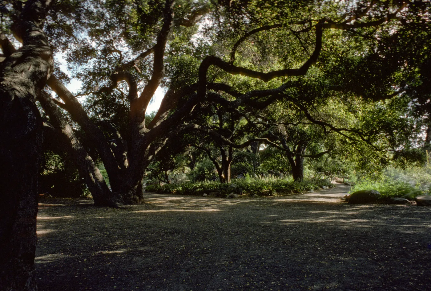 open space and pathways under the Meadow Oaks (Coastal Live Oak)