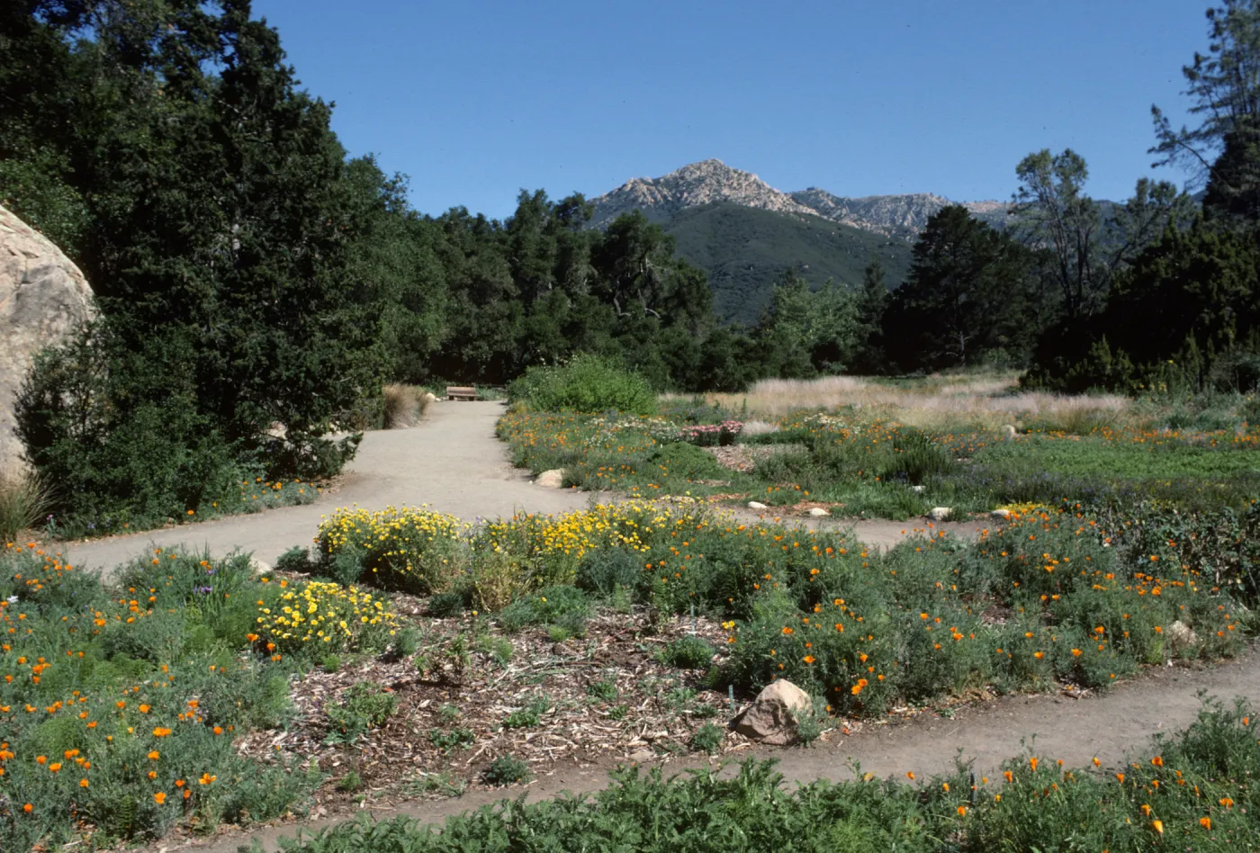 Meadow, looking north
