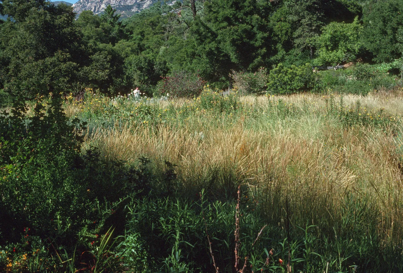 Meadow