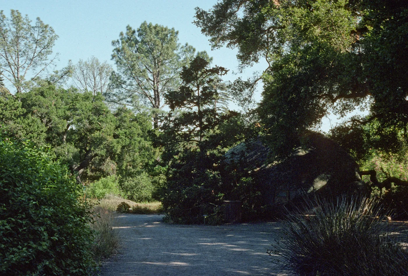 edge of Meadow with Blaksley Boulder (viewing south from pond)
