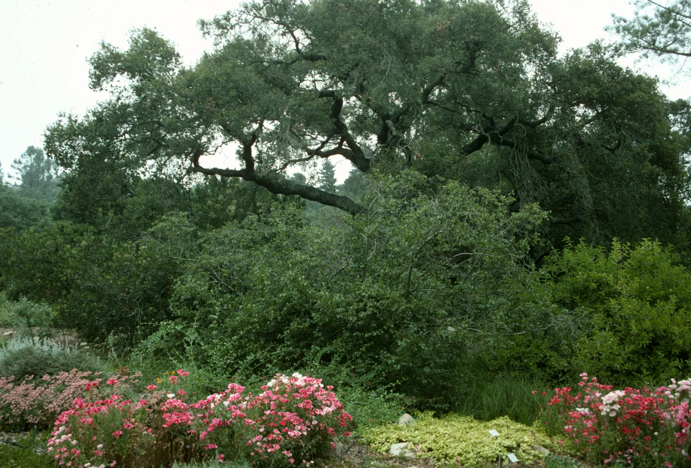 Ground cover display, viewing northeast from bottom of Meadow (Coastal Live Oak)