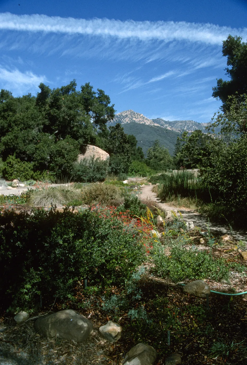 Meadow, view to Arlington Peak