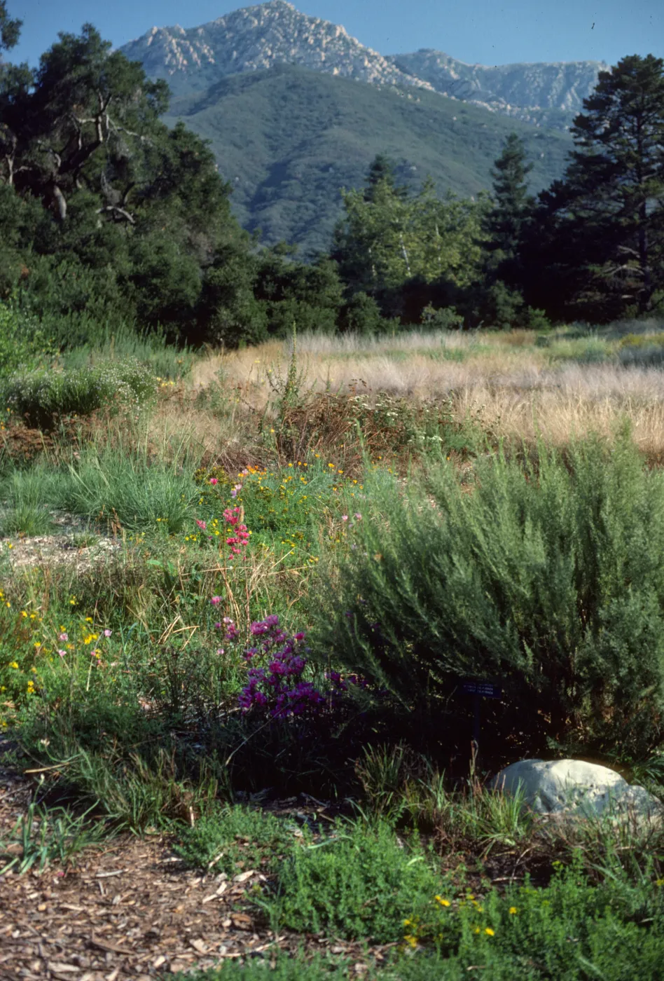 Meadow