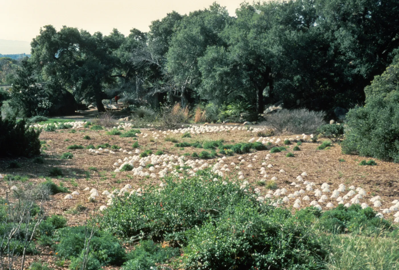new plantings in the Meadow, viewing south