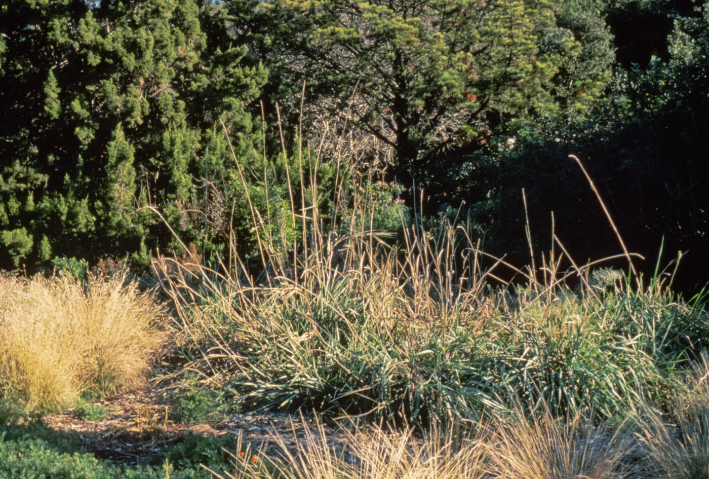 grasses in the Meadow