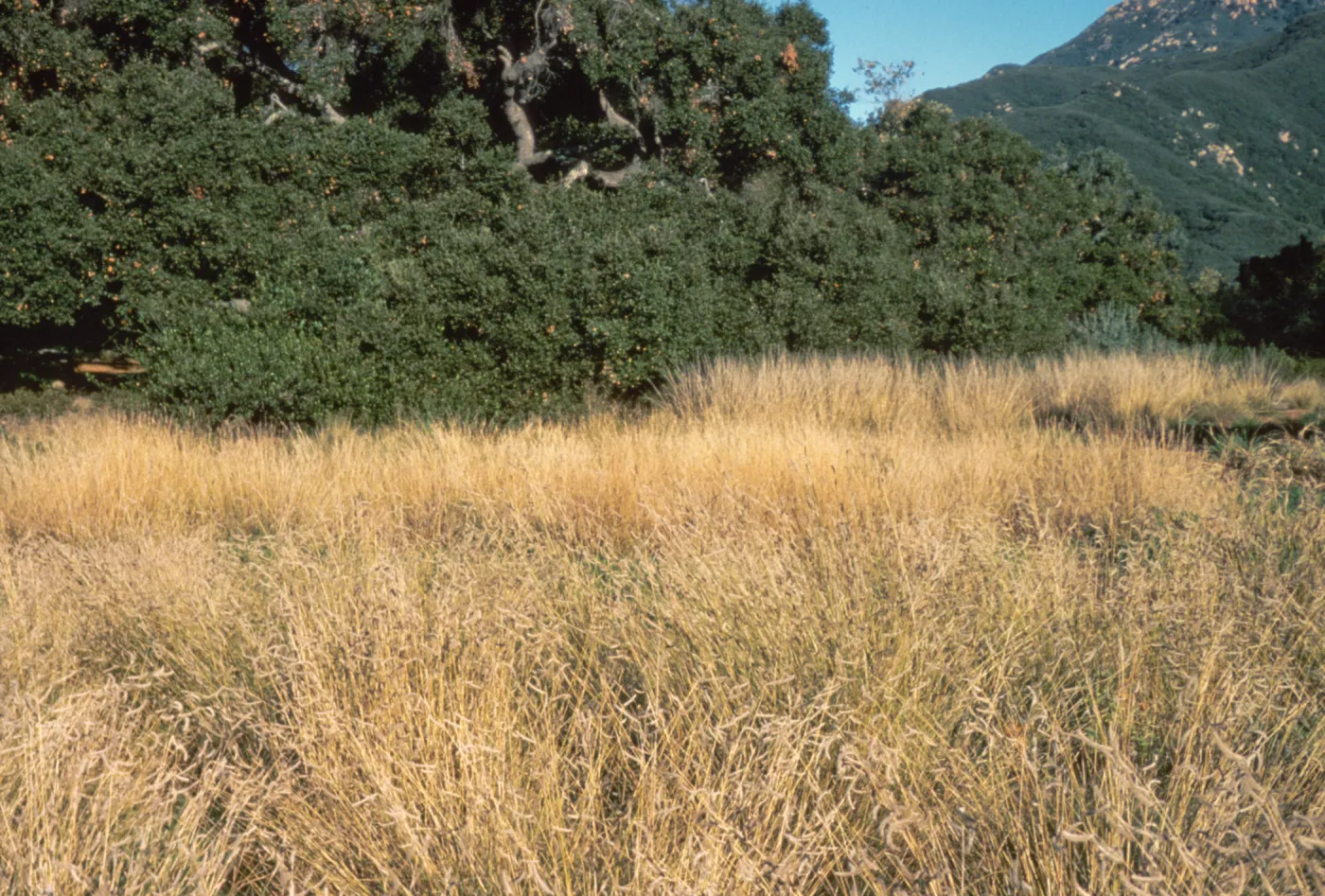 grasses in the Meadow