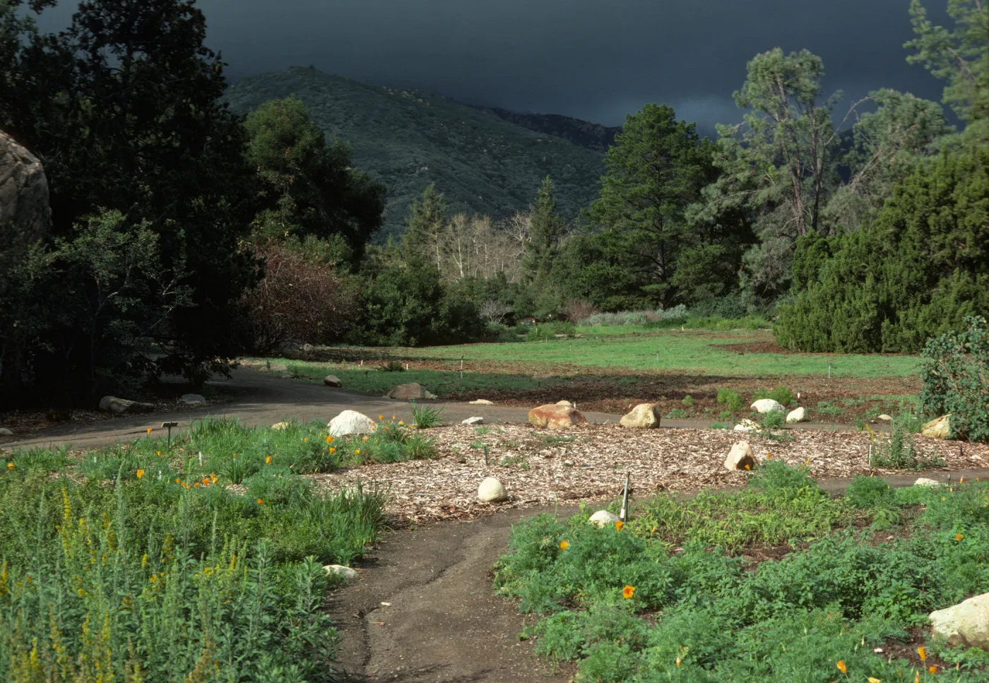 Meadow with grey storm clouds on the mountains