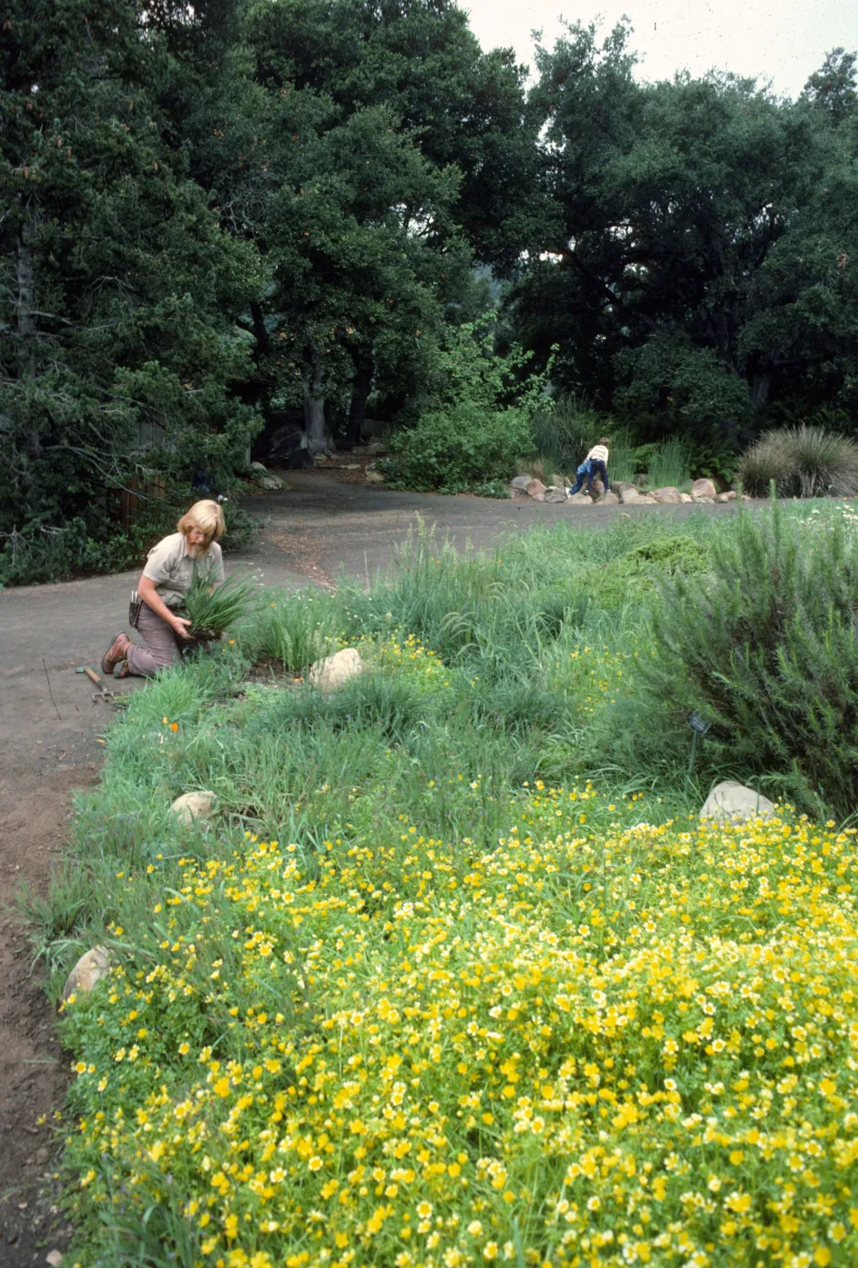 Meadow planting, gardener