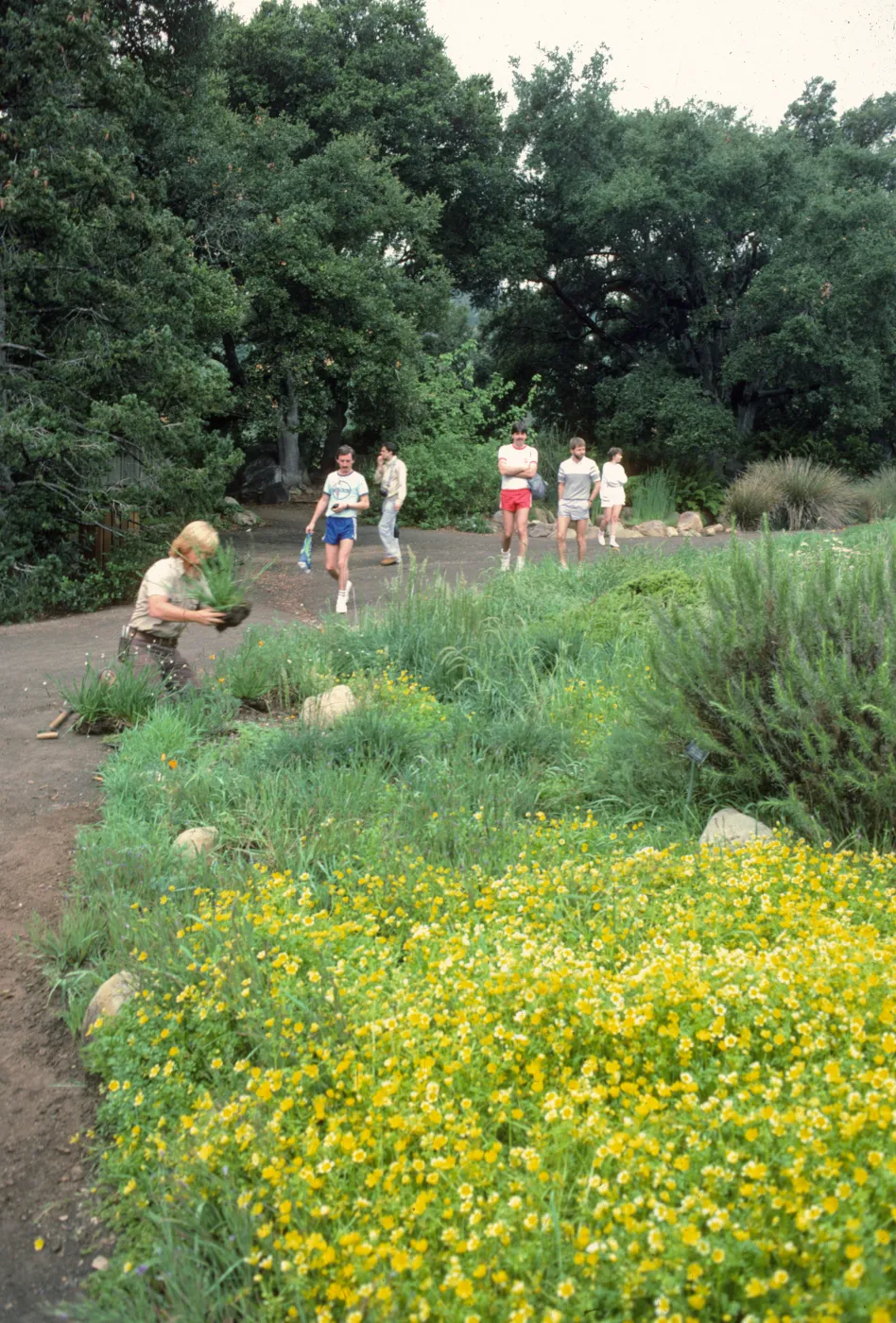 gardener, planting in the Meadow, visitors