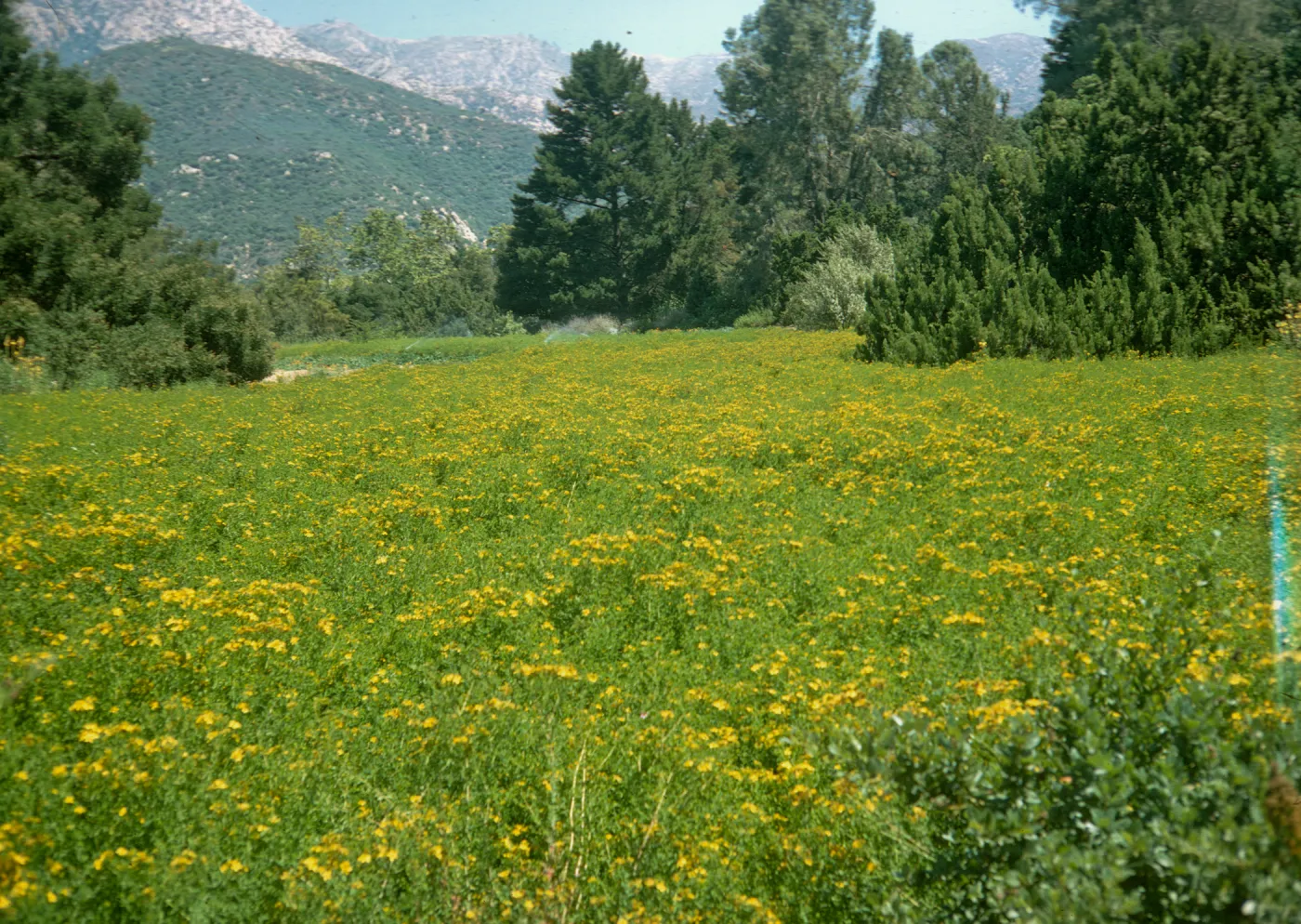 Meadow with Hypericum in bloom, yellow
