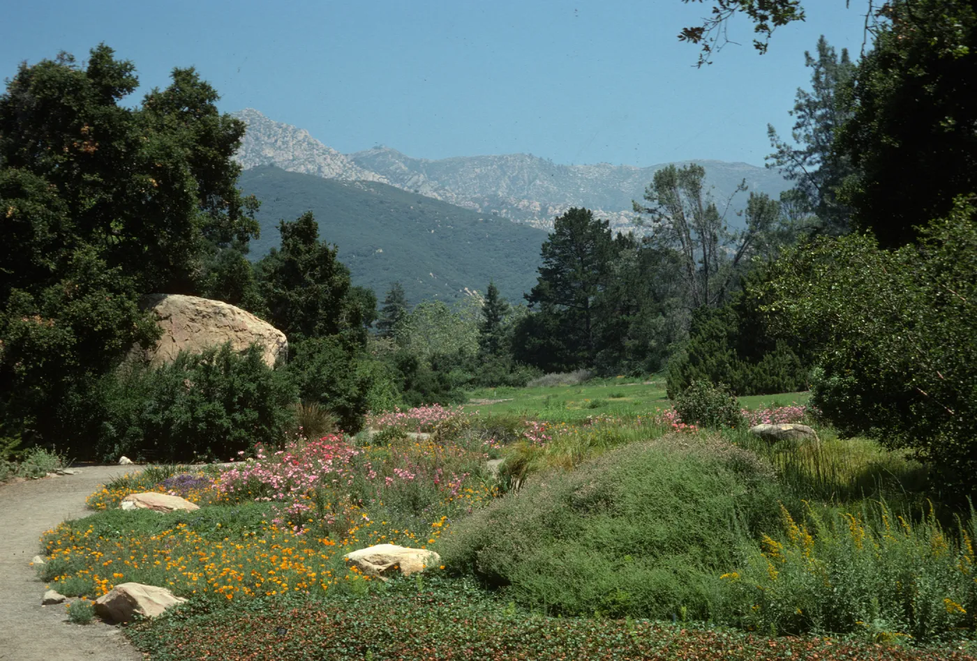 Meadow, looking north