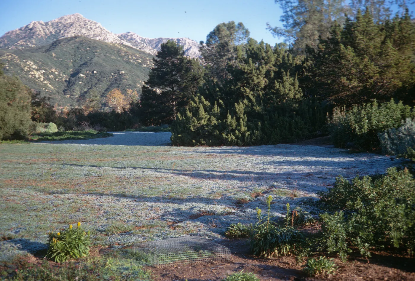 Frost on Meadow