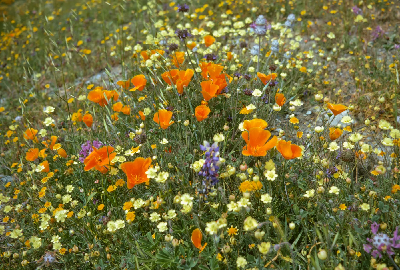 close-up of several wildflowers blooming together in the Meadow