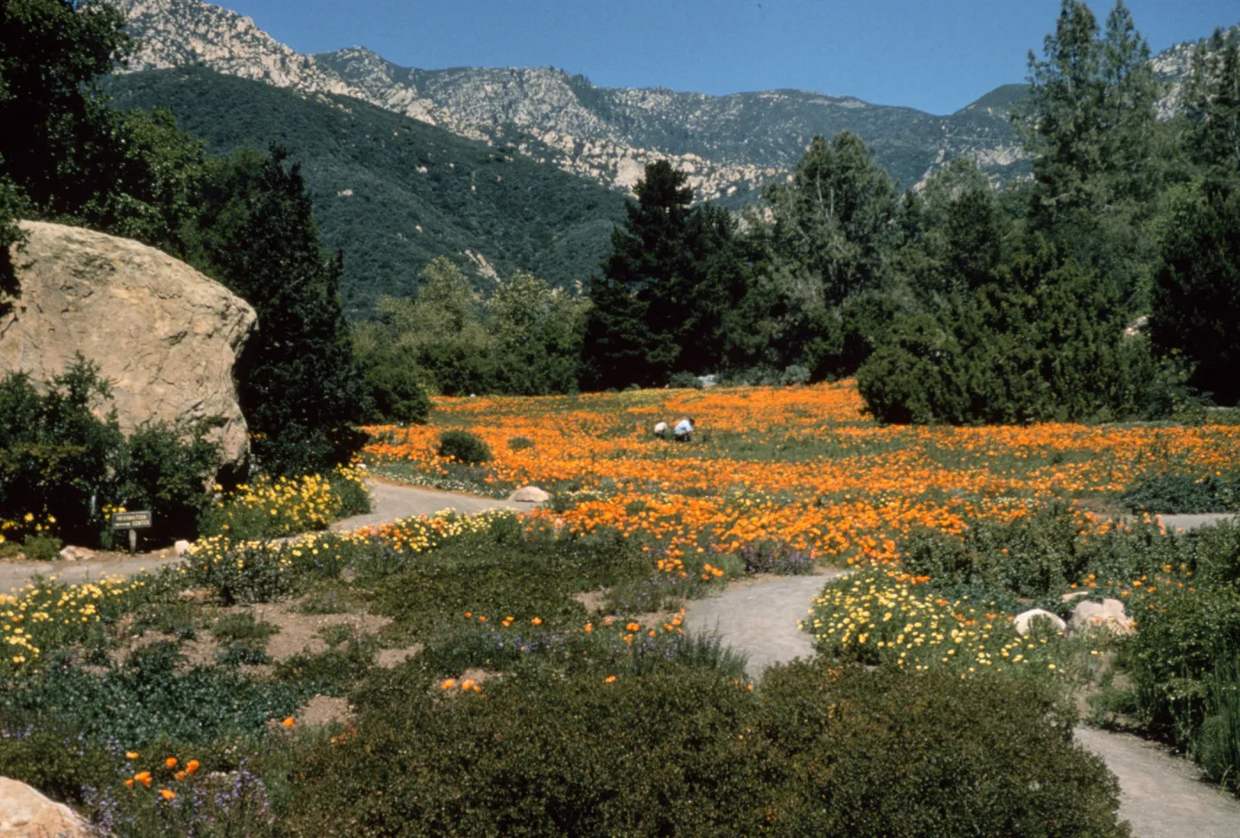 poppies in the Meadow