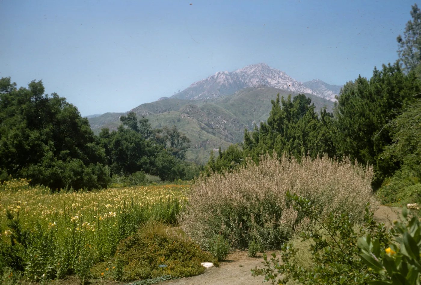 Meadow Section with view of LaCumbre Peak