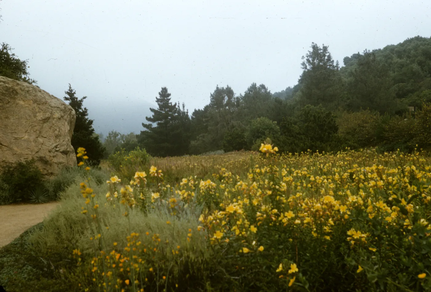 Meadow