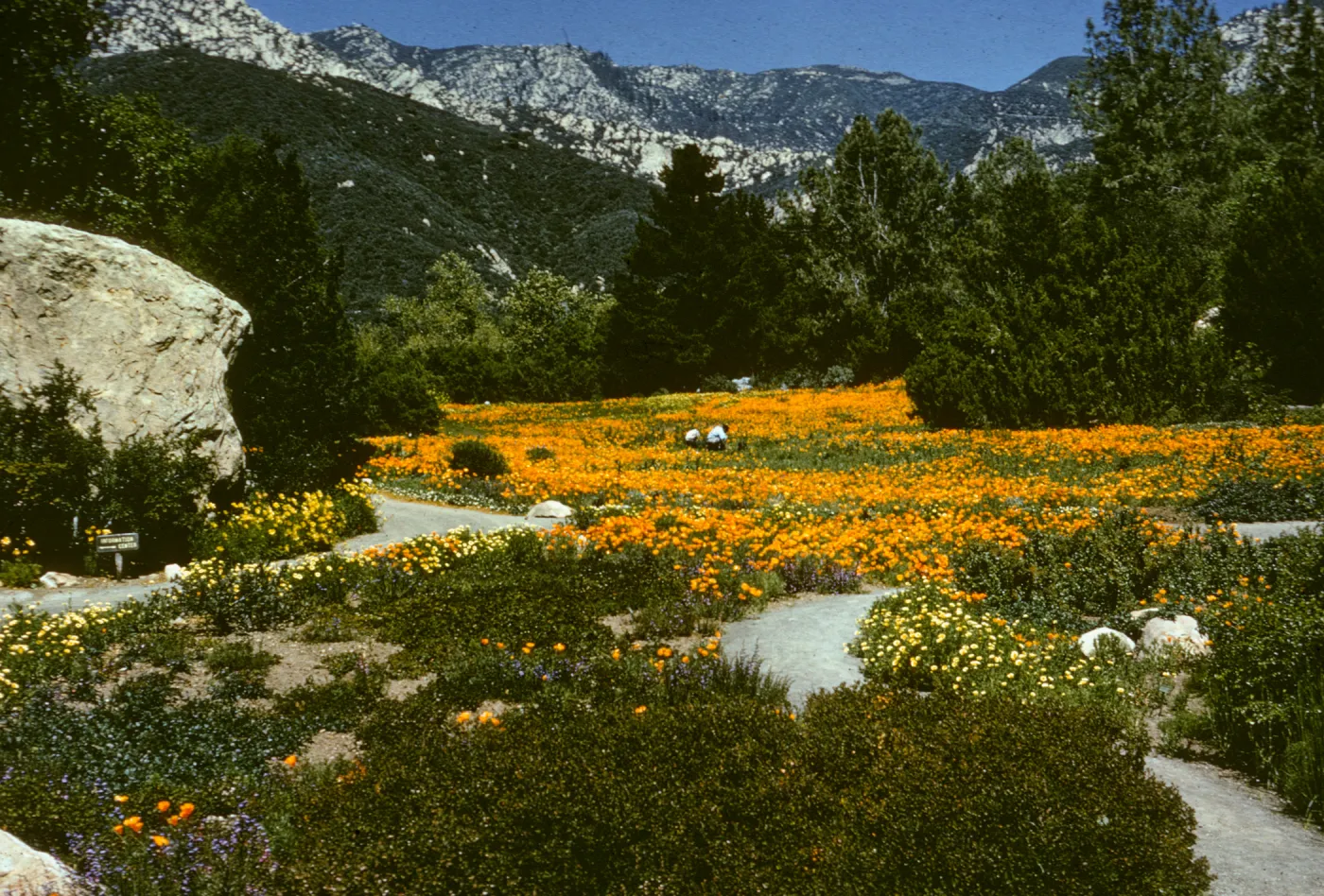 Poppy Meadow with mountain range in background