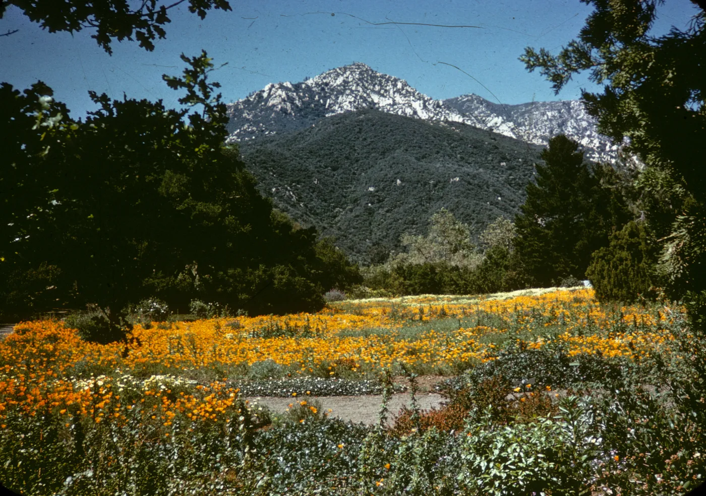 Meadow Section, poppies, La Cumbre Peak