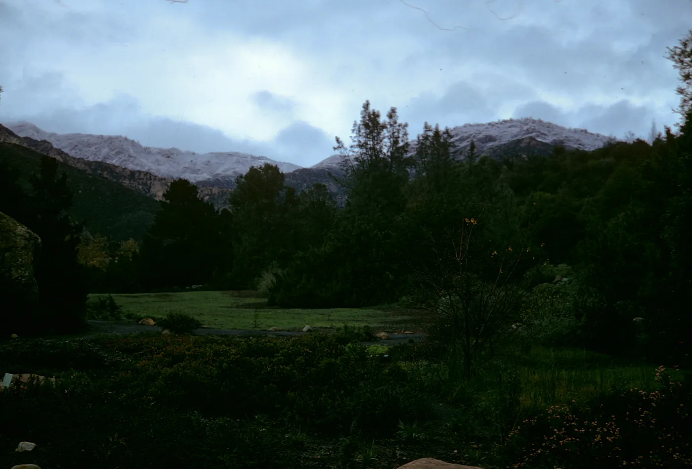 Early morning at garden, meadow, snow on Santa Ynez mountain range