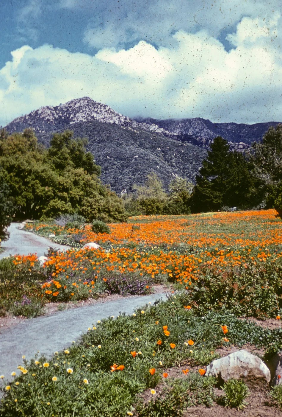 Garden Meadow, poppies, LaCumbre Peak