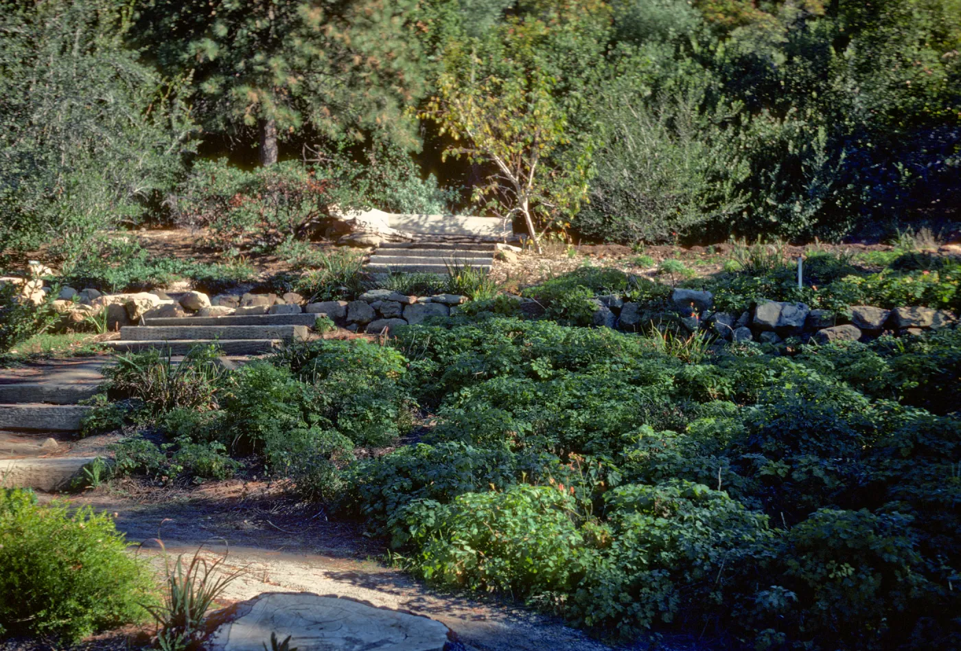 Conn Garden at top of Meadow
