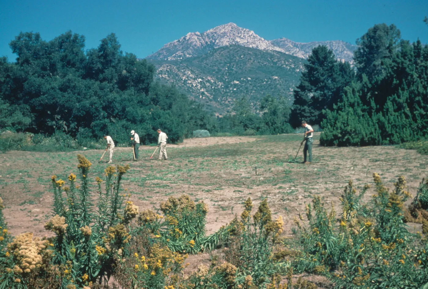 Gardeners in the SBBG Meadow, Fall 1968