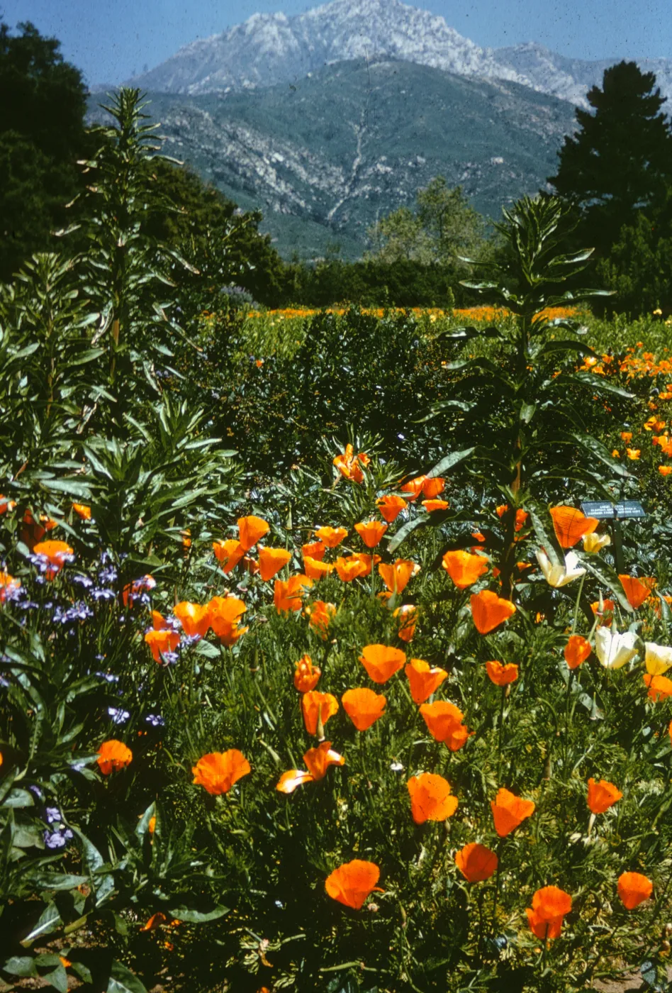 Poppies to mountain view, SBBG Meadow