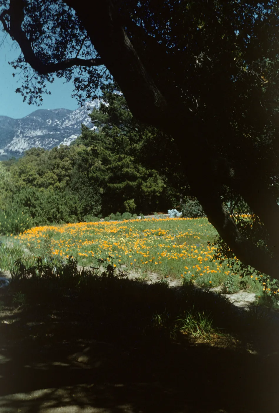 Poppies in the Meadow, viewed under oak limb
