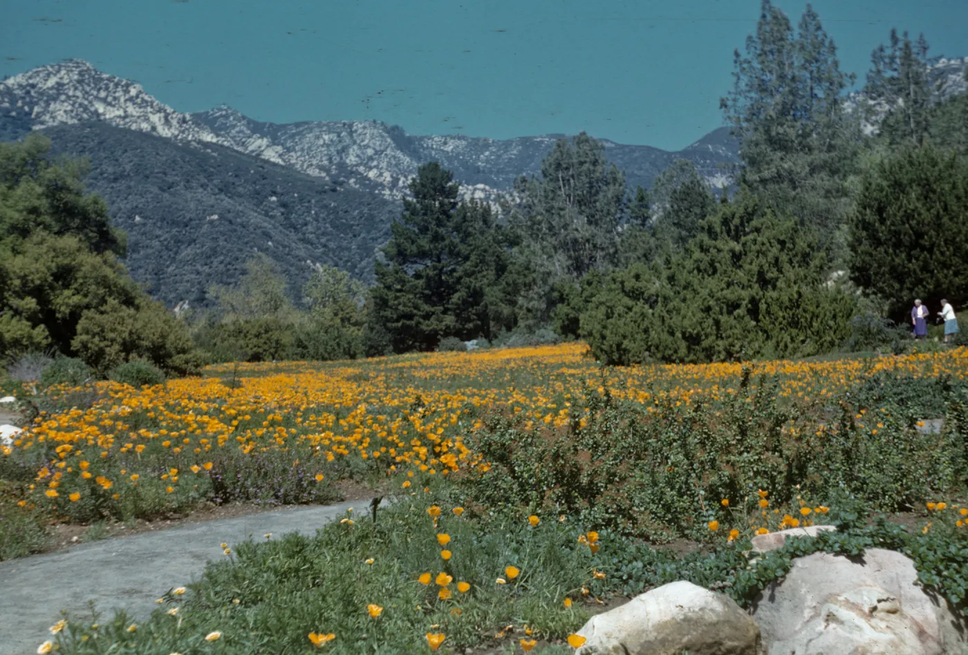 Poppies in the Meadow