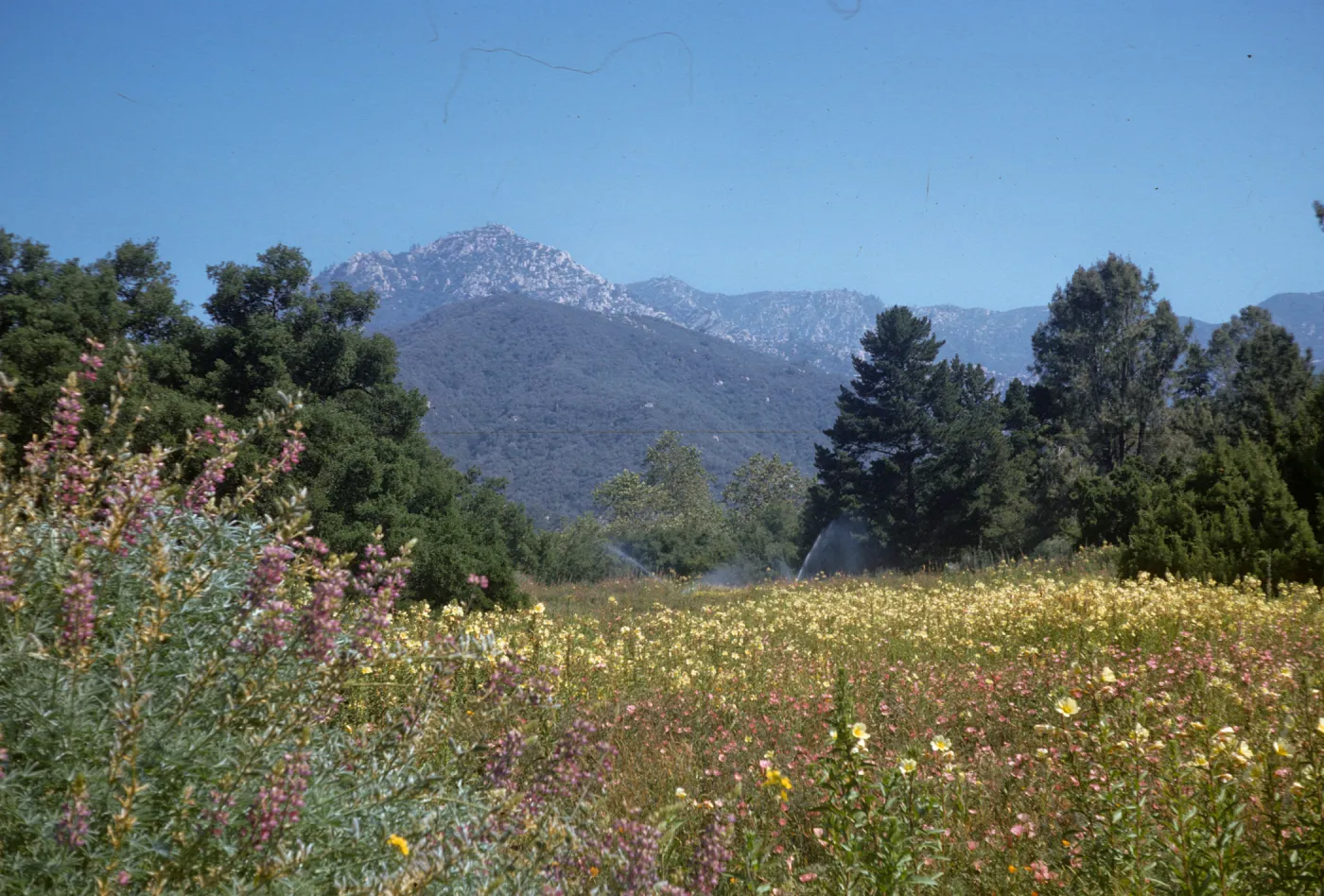 SBBG Meadow in bloom