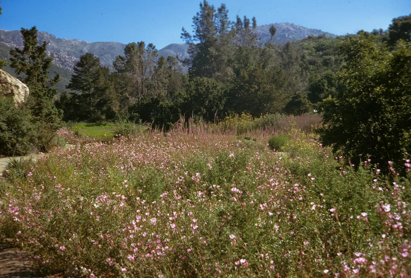 SBBG Lower Meadow in bloom